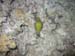 yellow spotted moray.jpg